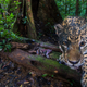 A camera trap captured this jaguar in the Nouragues Natural Reserve, French Guiana.